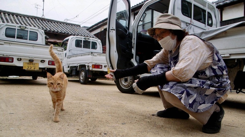 The Cats of Gokogu Shrine