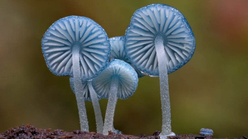 Fungi: Web of Life