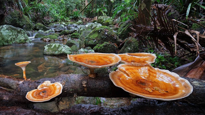 Fungi: Web of Life